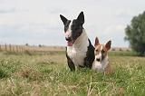 BULL TERRIER MINIATURE 052